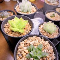 ハオルチアの画像