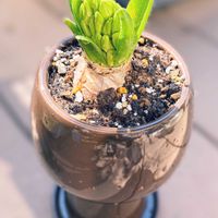 ヒヤシンスの画像