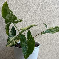 シンゴニウム・フレンチマーブル,ハイドロカルチャー,育成記録,PR,豊明市場×GreenSnapの画像