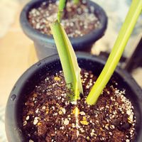 モンステラの画像