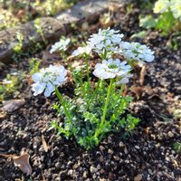 イベリスの画像