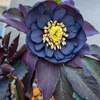 クリスマスローズ,花のある暮らし,植物のある暮らし, クリスマスローズ,花のある生活の画像