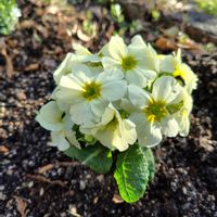 プリムラの画像