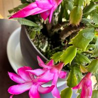 シャコバサボテン,シャコバサボテン か カニサボテン,キッチン,和室,テラスの画像