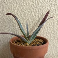 キダチアロエ,多肉植物,植え替え,株分けの画像
