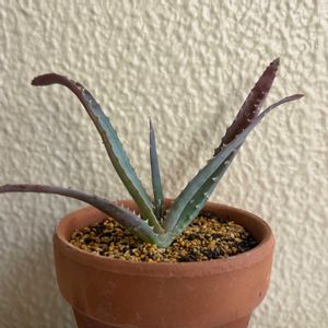 キダチアロエ,多肉植物,植え替え,株分けの画像
