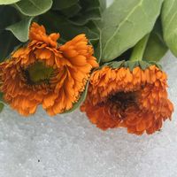 キンセンカ,大切な花友さんへ,チーム岐阜,❄️冬にまけるな❄️,月曜はビタミンカラーの画像