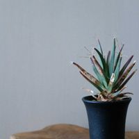 サボテン,晃山,多肉植物,観葉植物,リビング・ダイニングの画像