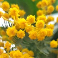 カーネーション,カスミソウ,ヒペリカム,ミモザ,北海道の画像