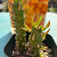 サボテン,姫将軍,姫将軍（アウストロキリンドロプンチア）,果実酒,元気に育ててますよの画像
