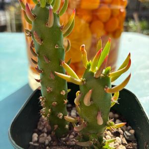 サボテン,姫将軍,姫将軍（アウストロキリンドロプンチア）,果実酒,元気に育ててますよの画像