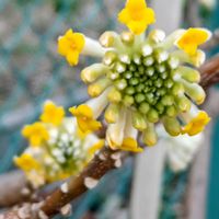 ミツマタ,ビタミンカラー,黄色い花,花のある暮らし,花自慢の画像