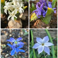 ハナニラ,クリスマスローズ,ヒヤシンス,ビオラ,シラーシベリカの画像