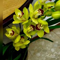 ショウジョウバカマ,シンビジウム,シンビジウム,秋の山(あきのやま),花のある暮らしの画像