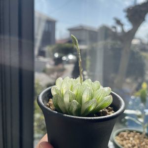 ハオルチア　雪花錦,花芽の画像