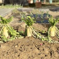 大根,旦那さんの畑,玄関前の畑,畑の画像