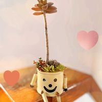 ゴールドマニー,多肉植物いろいろ,多肉植物,ダイソー多肉,ダイソー産の画像