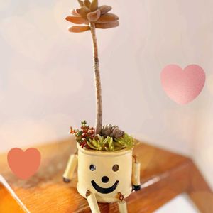 ゴールドマニー,多肉植物いろいろ,多肉植物,ダイソー多肉,ダイソー産の画像