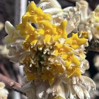 ミツマタ,散歩,ポカポカ陽気の画像