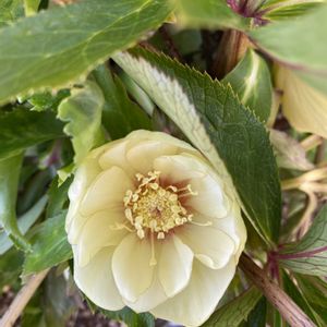 クリスマスローズ,クリスマスローズ,花壇,クリスマスローズ・ダブル,蕾の画像