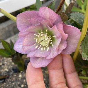 クリスマスローズ,クリスマスローズ,花壇,つぼみ,クリスマスローズ・ダブルの画像