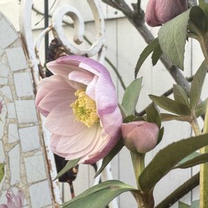 クリスマスローズ,咲いた！,マイガーデン,手作りの庭,花のある暮らしの画像