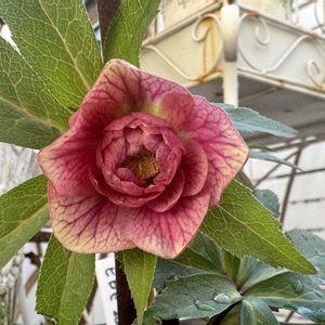 クリスマスローズ,咲いた！,マイガーデン,手作りの庭,花のある暮らしの画像