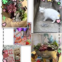 多肉寄せ植え,バレンタイン,GSのみなさんに感謝♡,バースデーケーキ,にゃんにゃん祭りの画像