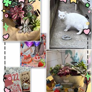 多肉寄せ植え,バレンタイン,GSのみなさんに感謝♡,バースデーケーキ,にゃんにゃん祭りの画像