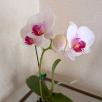 パフィオぺディラム,胡蝶蘭の花,窓辺 リビングの画像