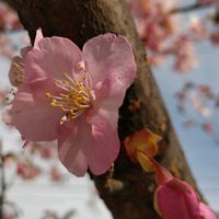 サクラ,カワズザクラ,ピンク,ピンクの花,大好きな花の画像