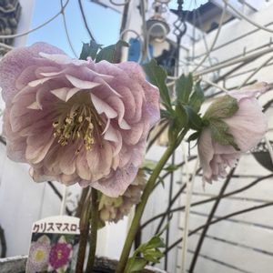 クリスマスローズ,咲いた！,マイガーデン,手作りの庭,花のある暮らしの画像