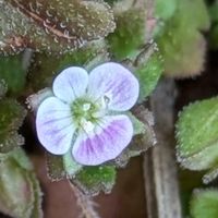 オオイヌノフグリ,イヌノフグリ,イヌノフグリ,絶滅危惧種,日本固有種の画像