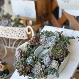 寄せ植え,多肉植物の画像