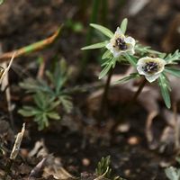 セツブンソウ,自然観察,散策の画像