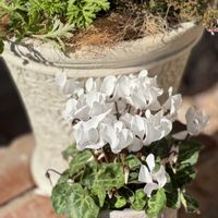 ガーデンシクラメンの画像