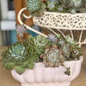 寄せ植え,多肉植物の画像