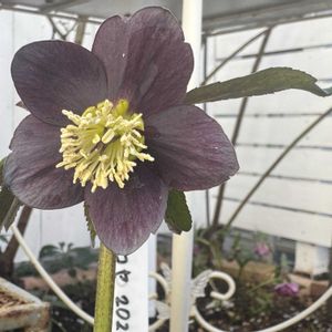 クリスマスローズ,咲いた！,マイガーデン,手作りの庭,花のある暮らしの画像