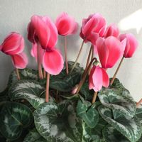 シクラメンの画像
