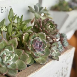 寄せ植え,多肉植物の画像