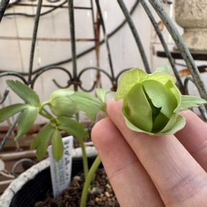 クリスマスローズ,吉田園芸,咲いた！,マイガーデン,手作りの庭の画像