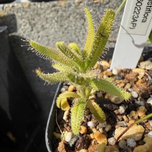 モウセンゴケ,ドロセラ・システィフロラ,ドロセラ・アフラ,塊根植物,秋植え球根の画像