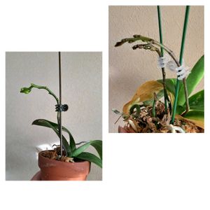 胡蝶蘭,ドルステニア・フォエチダ,ピレア・ぺぺロミオイデス,胡蝶蘭が好き！,ええ加減にせ〜やの画像