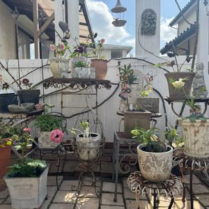 クリスマスローズ,咲いた！,マイガーデン,手作りの庭,花のある暮らしの画像