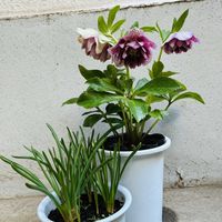 クリスマスローズ,ムスカリの画像