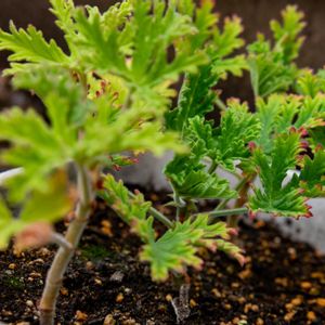 ローズゼラニウム,センテッドゼラニウム,ハーブ,挿し木,プランターの画像