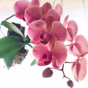 胡蝶蘭,板付,椎名洋ラン園の画像