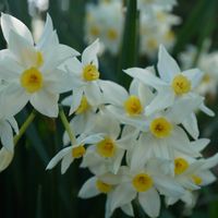 スイセン,グランドモナーク,切り花,白い花,自生の画像