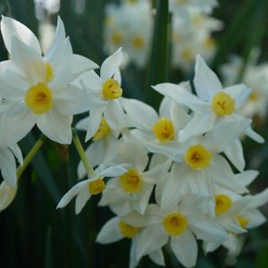 スイセン,グランドモナーク,切り花,白い花,自生の画像