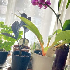 ミディ胡蝶蘭,ザミオクルカス ザミフォーリア レイブン,クロロフィツム プリンセスメイプル,花のある暮らし,PRの画像